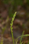 Slender plantain